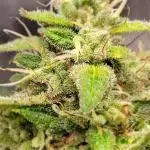 BABY YODA X RED ZKITTLEZ (MY OWN F1'S)