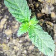 NY CHEESECAKE X CHERRY CHEESECAKE