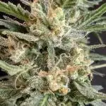 Apricot Smash 2 (Bag Seed)