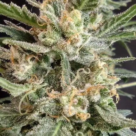 Apricot Smash 2 (Bag Seed)