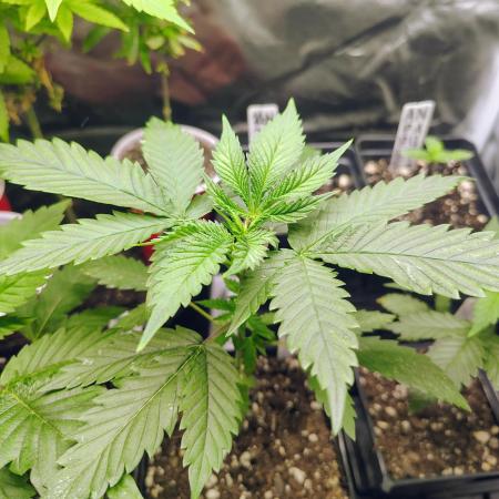 No Training Wheels by TerpFi3nd