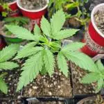 No Training Wheels by TerpFi3nd