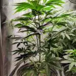 GORILLA GAS F1 FAST SEEDSMAN