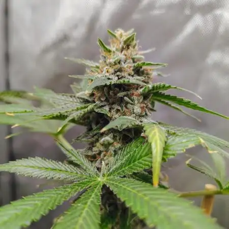 GORILLA GAS F1 FAST SEEDSMAN