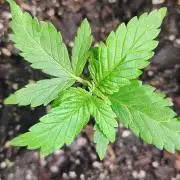 Trop Cookies X Melonade