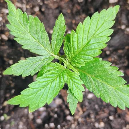 Trop Cookies X Melonade