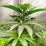GORILLA GAS F1 FAST SEEDSMAN