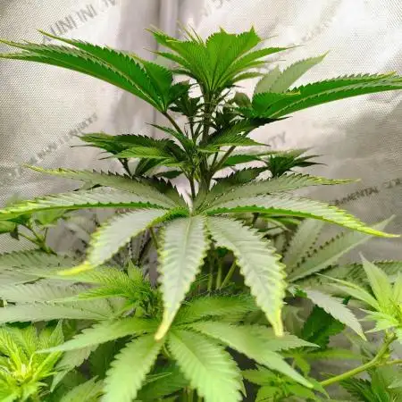 GORILLA GAS F1 FAST SEEDSMAN