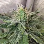 GORILLA GAS F1 FAST SEEDSMAN