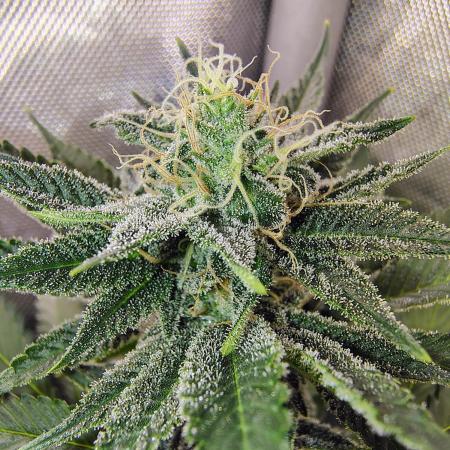 GORILLA GAS F1 FAST SEEDSMAN