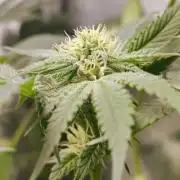 No Training Wheels by TerpFi3nd