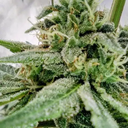 BABY YODA X RED ZKITTLEZ (MY OWN F1'S)