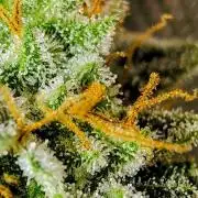 GORILLA GAS F1 FAST SEEDSMAN