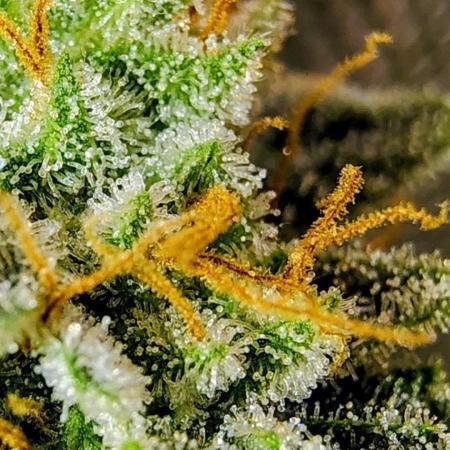 GORILLA GAS F1 FAST SEEDSMAN