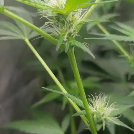 TRIZKIT AUTO (FREEBIE SEED)