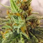 GORILLA GAS F1 FAST SEEDSMAN