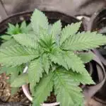 GORILLA GAS F1 FAST SEEDSMAN