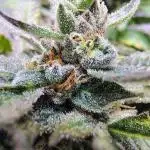Apricot Smash 3 (Bag Seed)