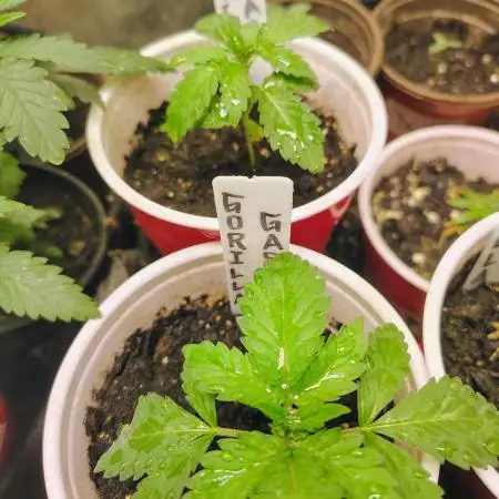 GORILLA GAS F1 FAST SEEDSMAN