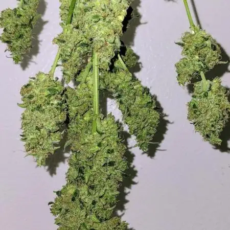 FAT BASTARD AUTO (FREEBIE SEED)