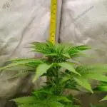GORILLA GAS F1 FAST SEEDSMAN