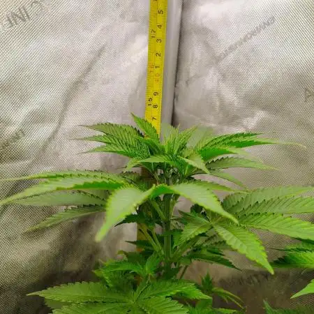 GORILLA GAS F1 FAST SEEDSMAN