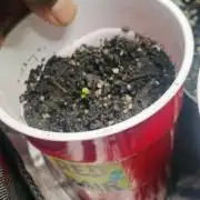 Jedi Kandi X Blue Dream