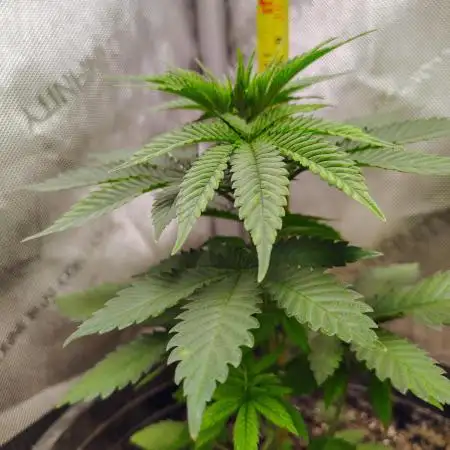 GORILLA GAS F1 FAST SEEDSMAN
