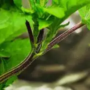 APPLENAUT (Dirty Sanchez X Wedding Cake)