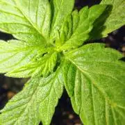 Trop Cookies X Melonade