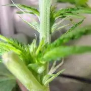 No Training Wheels by TerpFi3nd