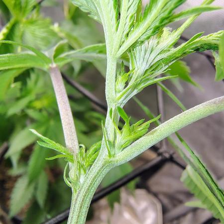 No Training Wheels by TerpFi3nd