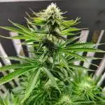 GORILLA GAS F1 FAST SEEDSMAN