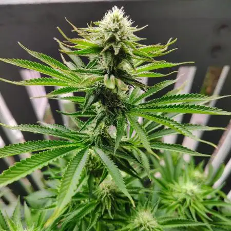 GORILLA GAS F1 FAST SEEDSMAN