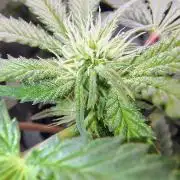 No Training Wheels by TerpFi3nd