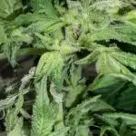 TRIZKIT AUTO (FREEBIE SEED)