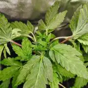 APPLENAUT (Dirty Sanchez X Wedding Cake)