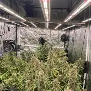first grow