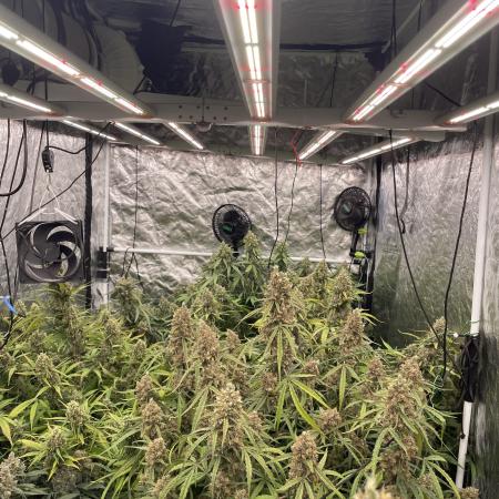 first grow
