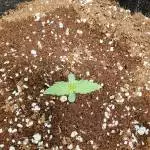 Fastbuds Original Auto Russian.