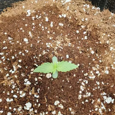 Fastbuds Original Auto Russian.
