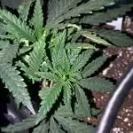 60x60 Tent - First Grow