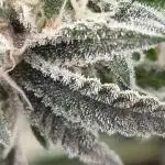 Sweetseeds strawberry cola