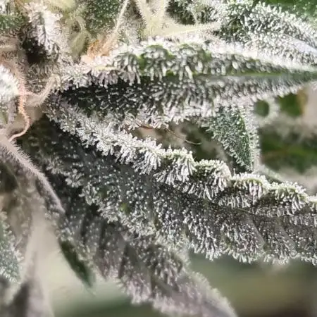 Sweetseeds strawberry cola