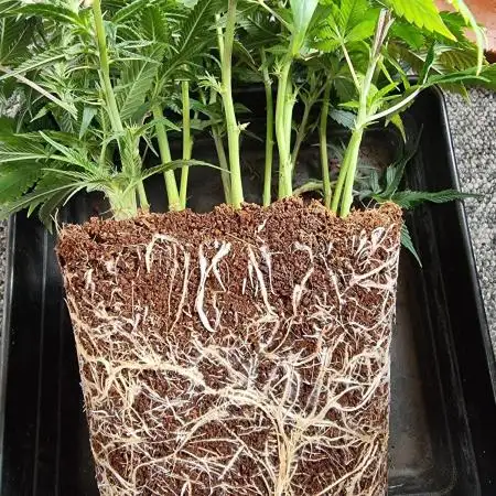 Monster cropped. Lemon cherry gelato