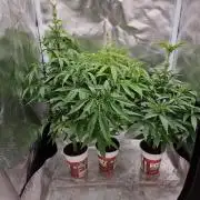 Blue zushi. dutch passion.