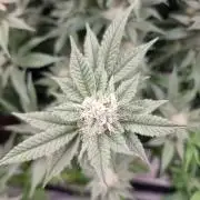 Monster cropped. Lemon cherry gelato