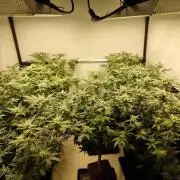 Monster cropped. Lemon cherry gelato