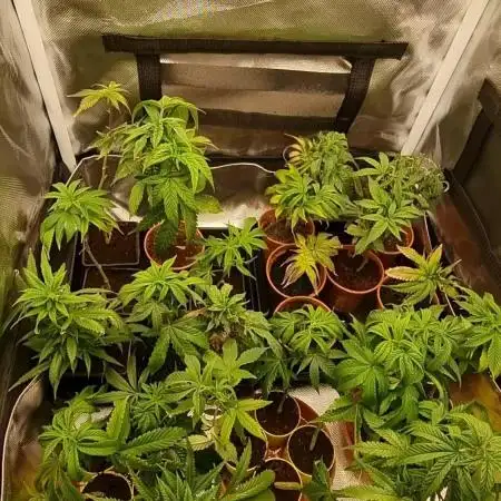 Monster cropped. Lemon cherry gelato