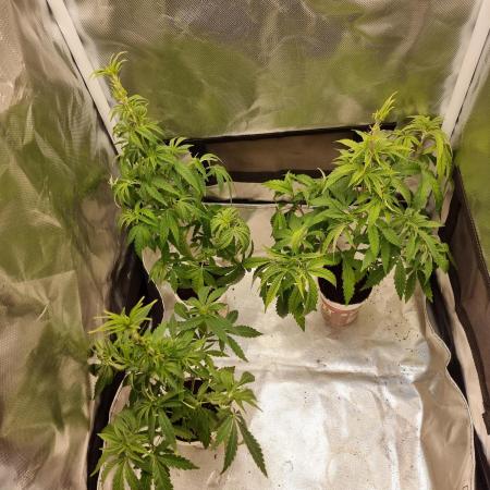 Blue zushi. dutch passion.